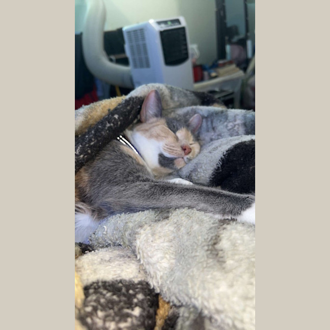 Photo of Crystal 
