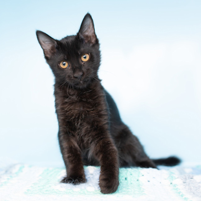 Photo of Caterpillar