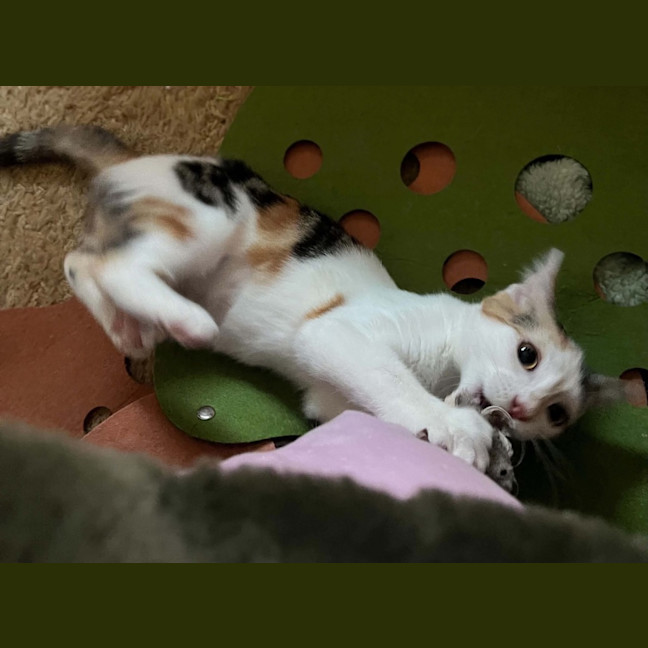 Photo of Callie