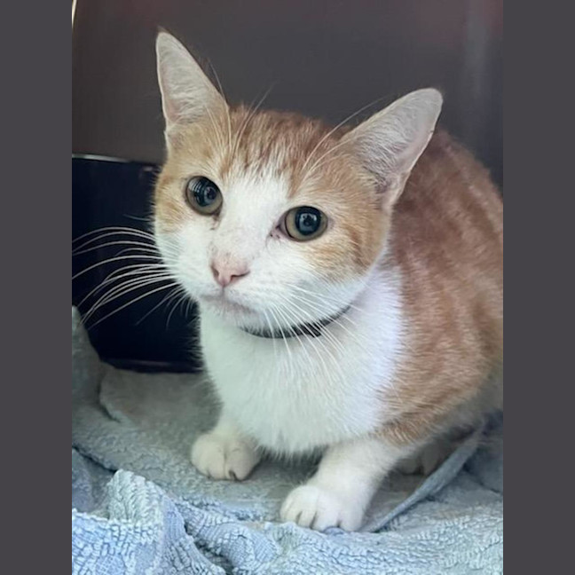 Photo of Ruby