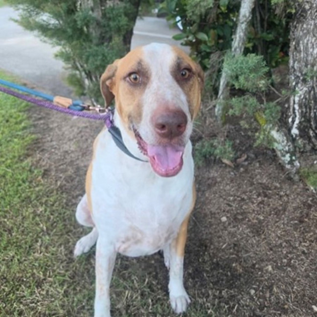 Photo of Rusty *$250 Adoption Fee*