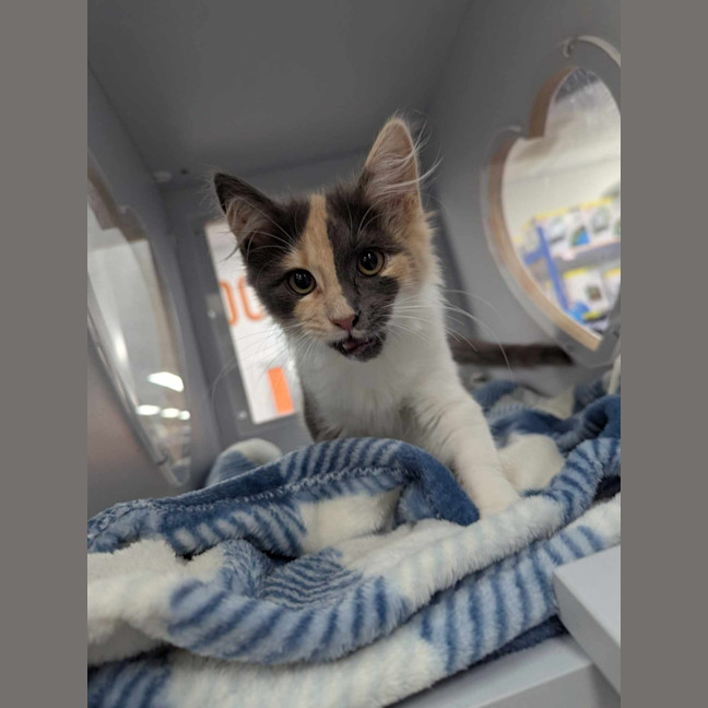 Photo of Betty Rubble 