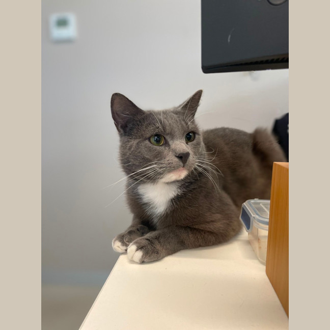 Photo of ♟ Astin 5530 ♟