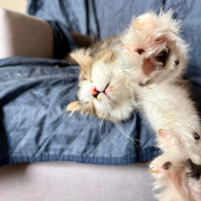 Photo of Wilson   In Foster Care In Preston