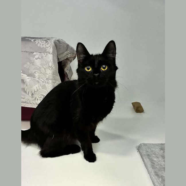 Photo of Binx