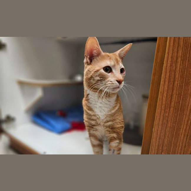 Photo of Cookie