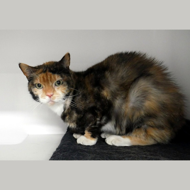 Photo of Sox Rstk004813