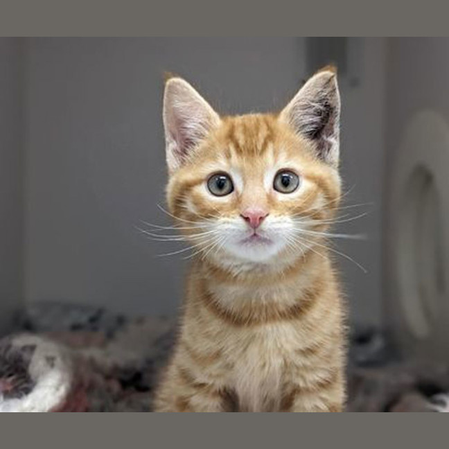Photo of Spaghetti
