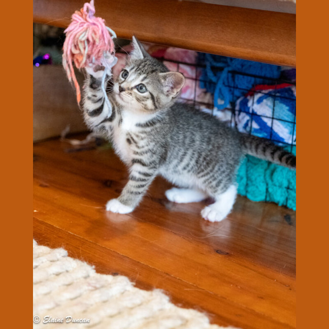 Photo of Button