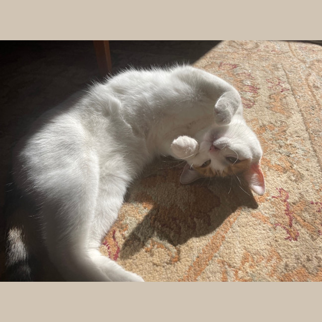 Photo of Daisy