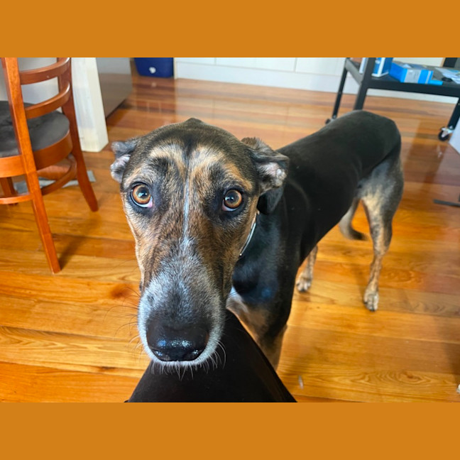 Photo of Lucy