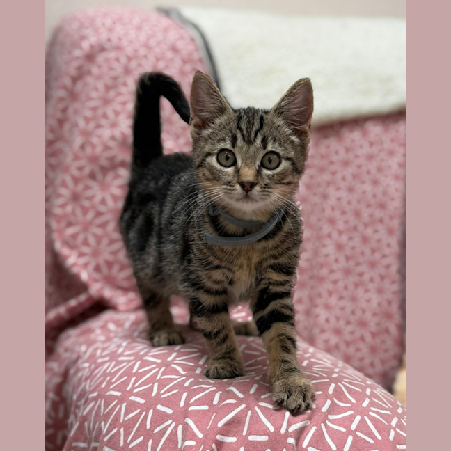 Photo of Squeak (9229)