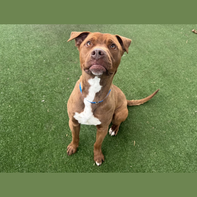 Photo of Franklin Imp 1911