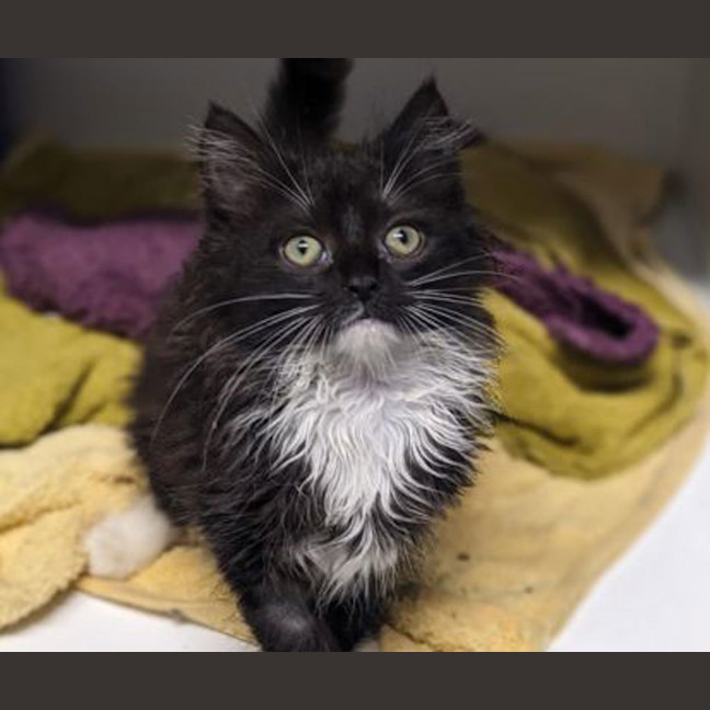 Photo of Gizmo