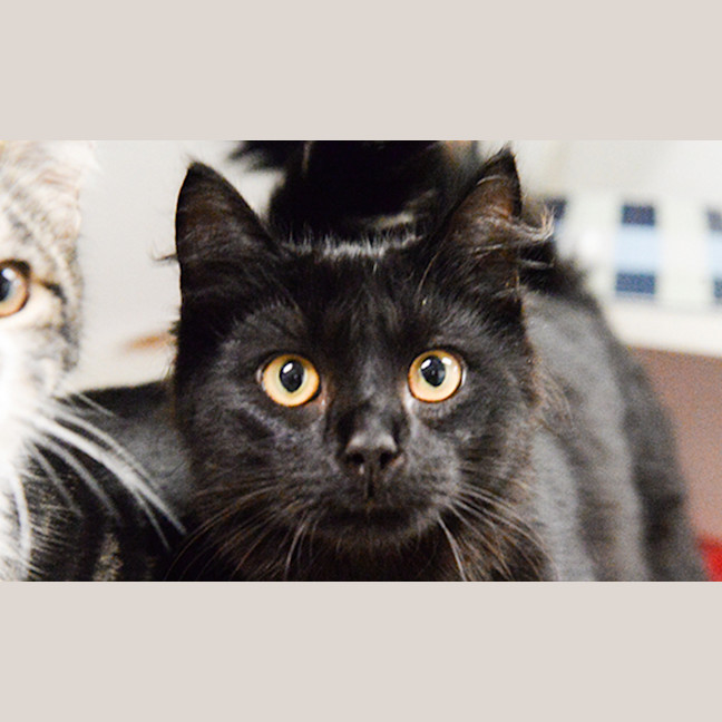 Photo of Soot Duster