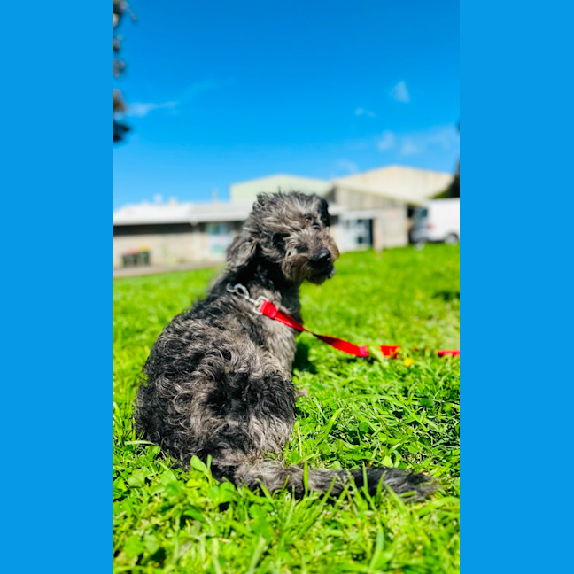 Photo of Bobby