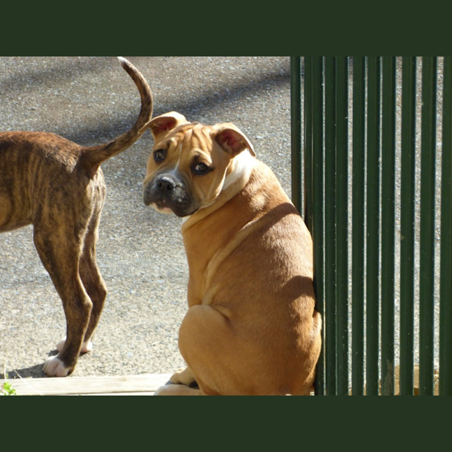 Photo of Cali