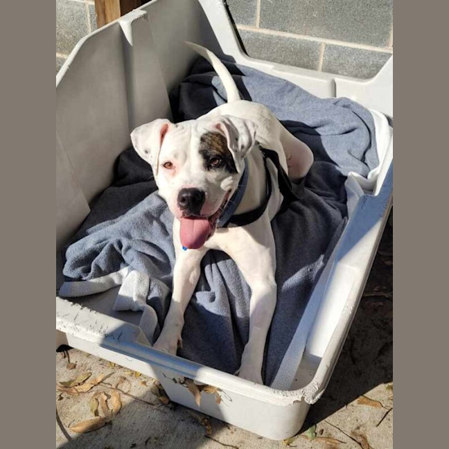 Photo of Pirate
