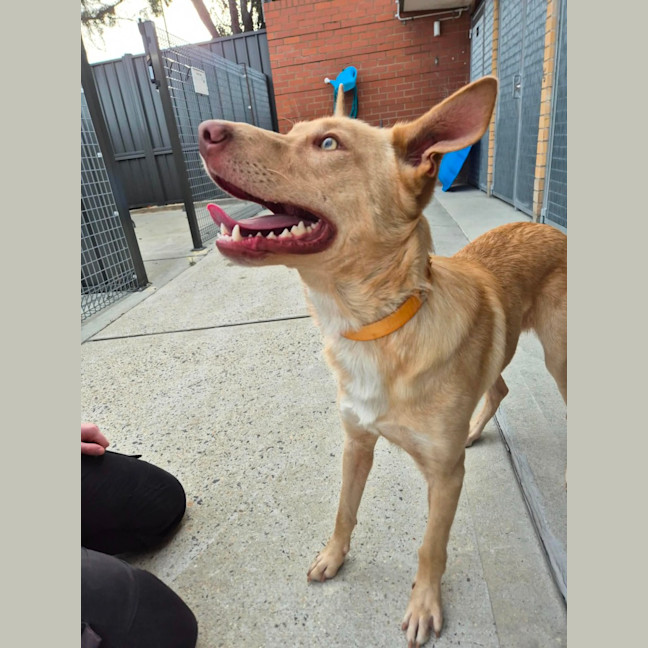 Photo of Trooper! 🦺