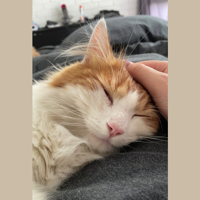 Photo of Nemo