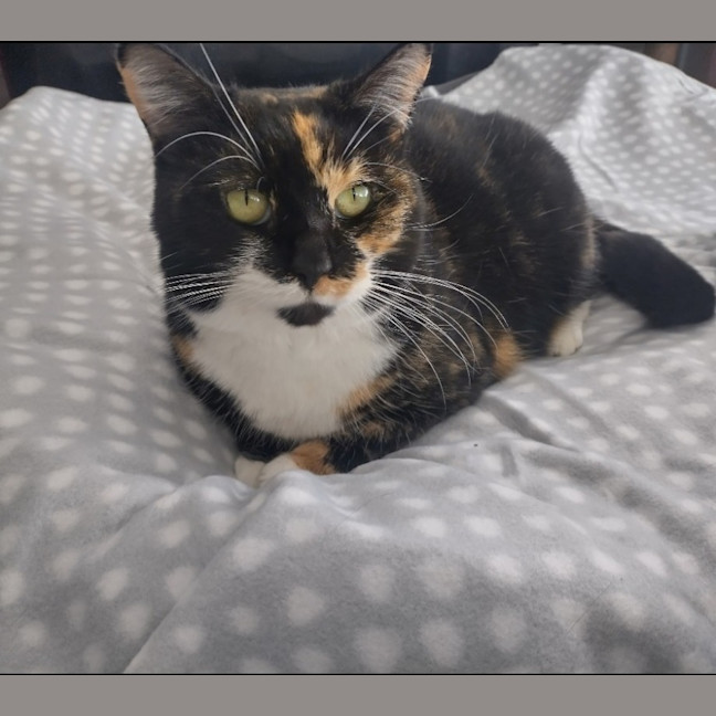 Photo of Booboo