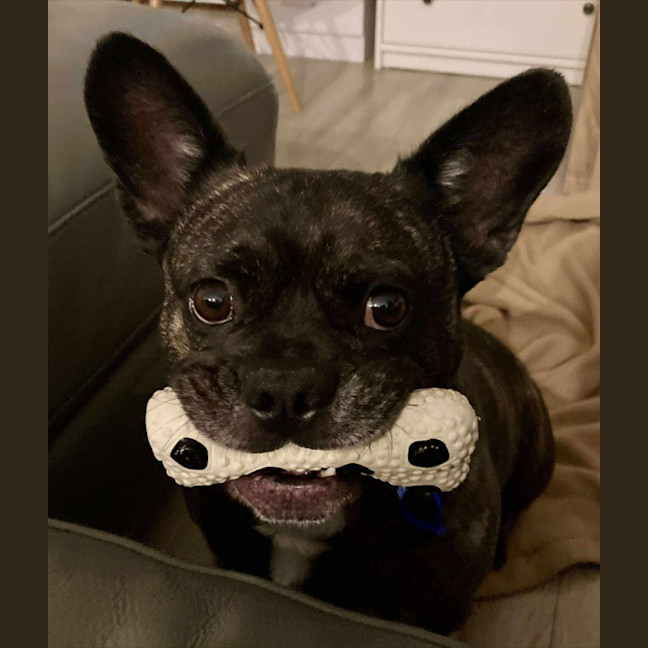 Photo of Buddy   6 Year Old Pug X French Bulldog
