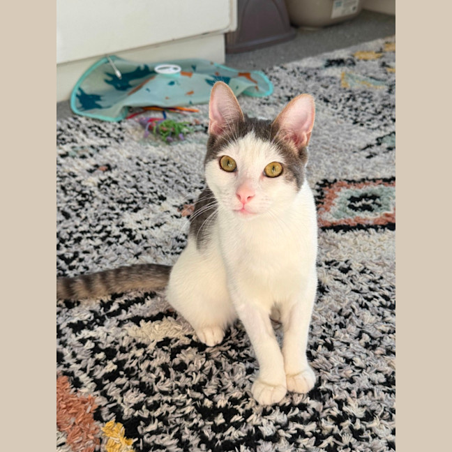 Photo of Solitaire