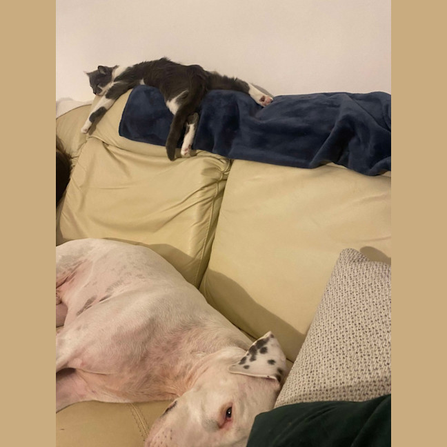 Photo of Chilli & Rambo 