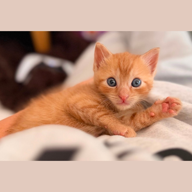 Photo of Rocket 