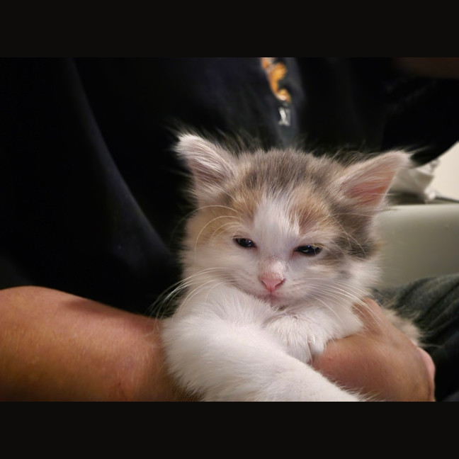 Photo of Bella (Was Cali Girl)