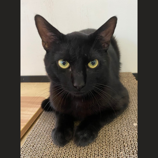 Photo of Hank