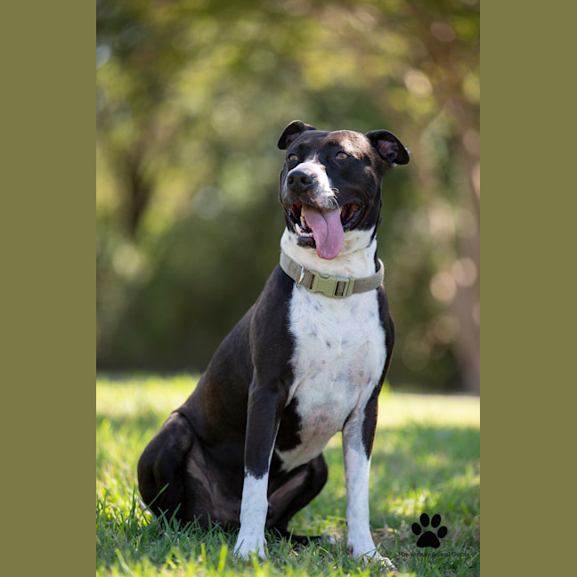 Photo of Tyson