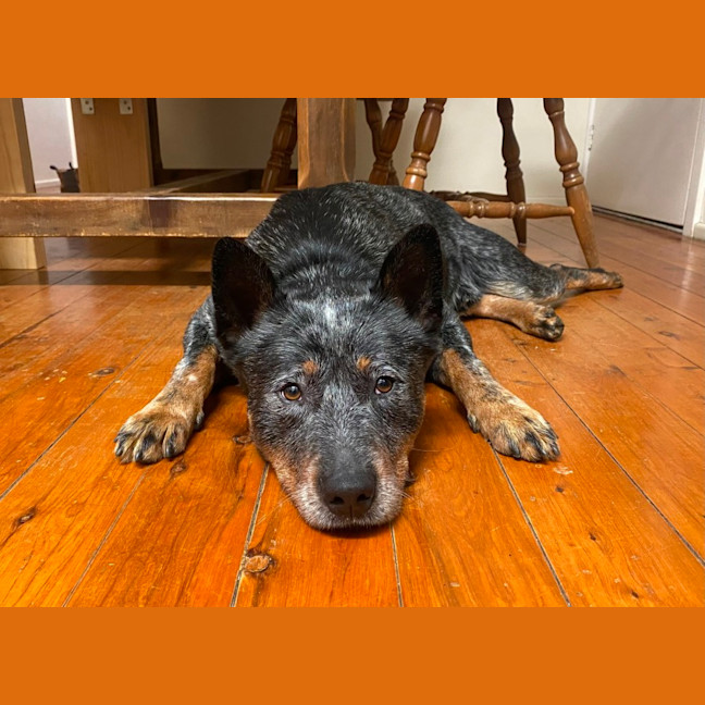 Photo of Romeo   3 Year Old Cattle Dog (Trial)