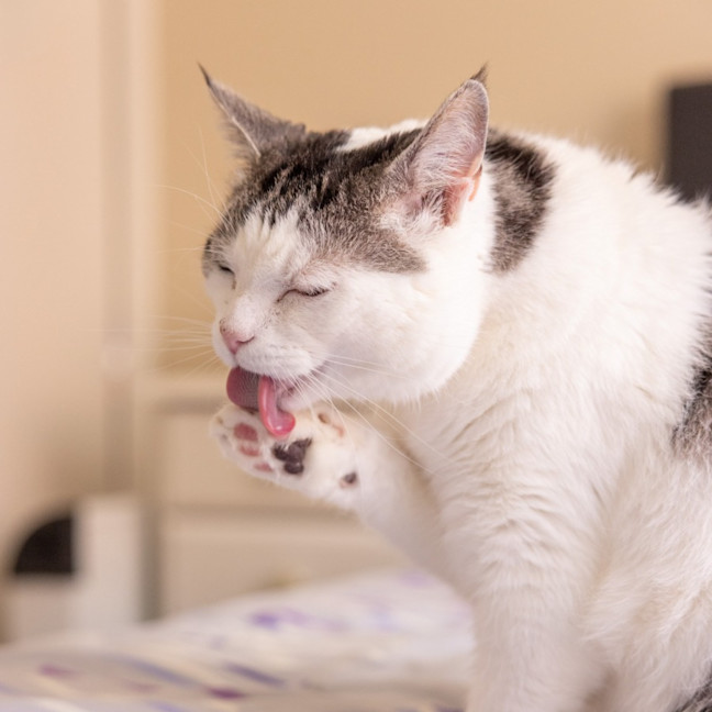 Photo of Tom   In Foster Care In Reservoir