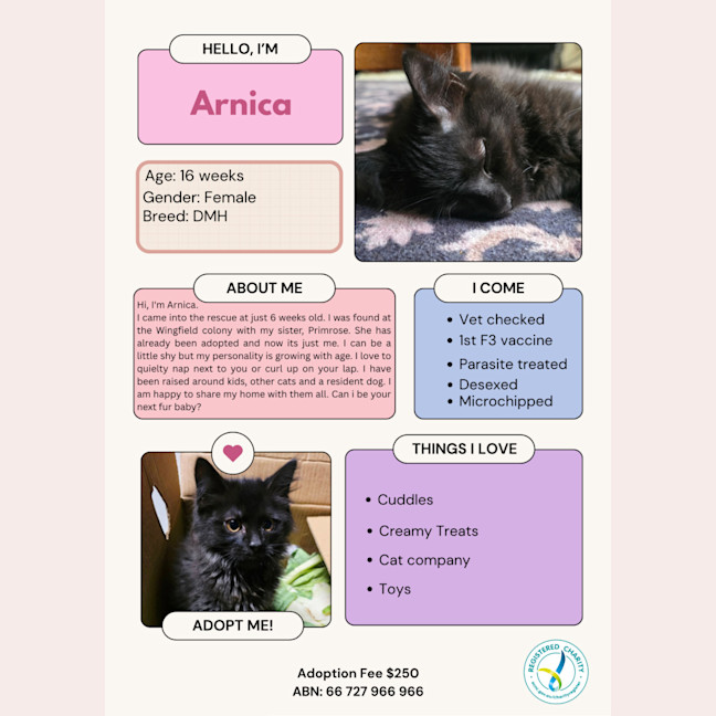 Photo of Arnica