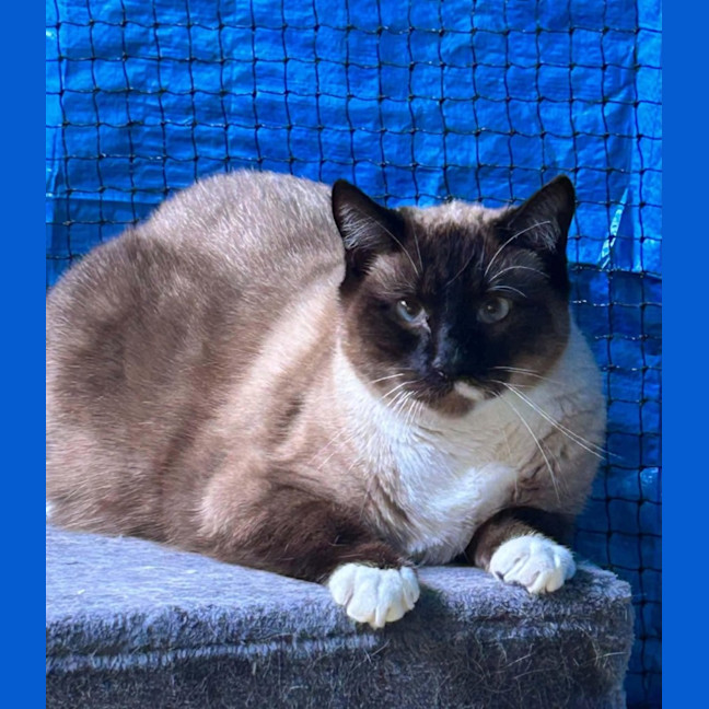 Photo of Chai 