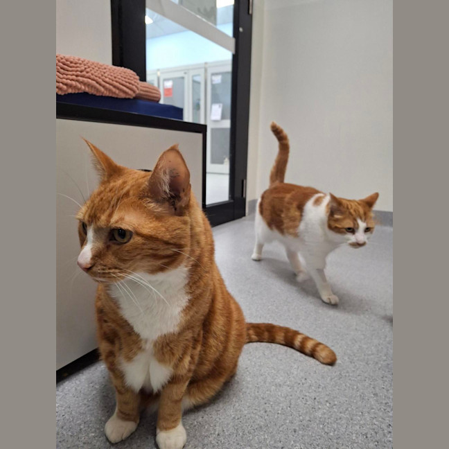 Photo of Primrose (Bonded To Felix)
