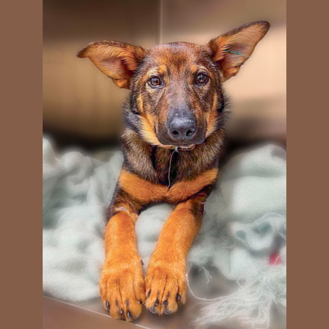 Photo of Rin Tin Tin 