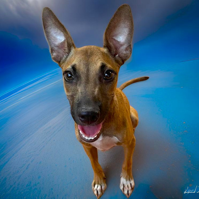 Photo of Buddy