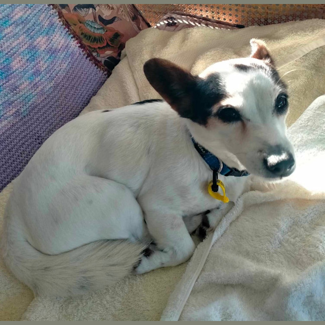 Photo of Bella / Tiny