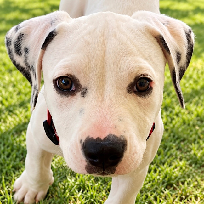 Photo of Max
