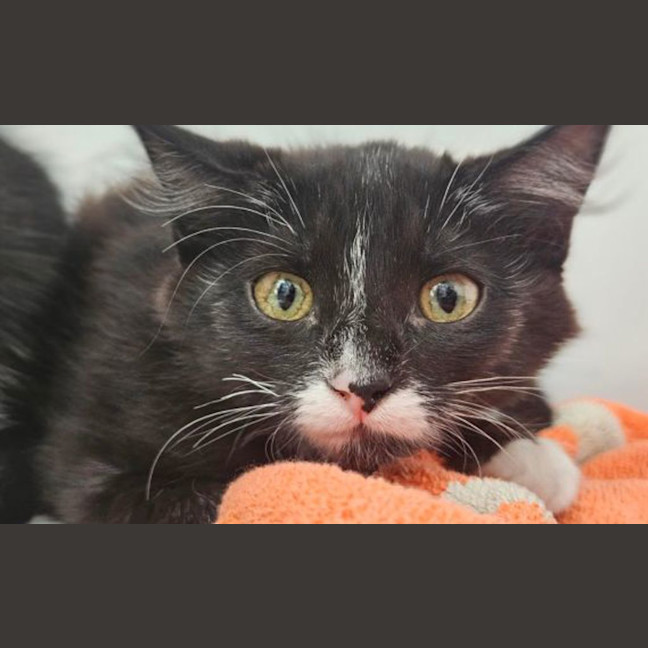 Photo of Pepper
