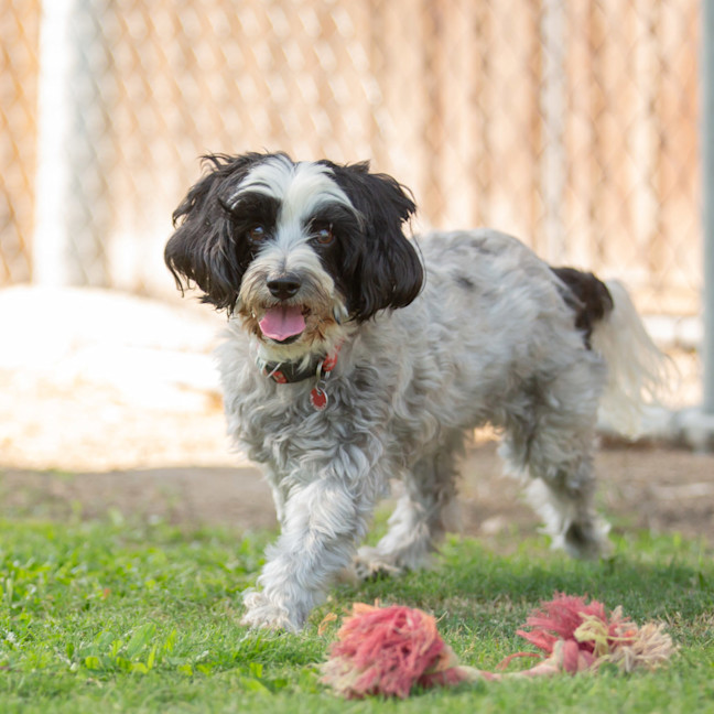 Photo of Ruby