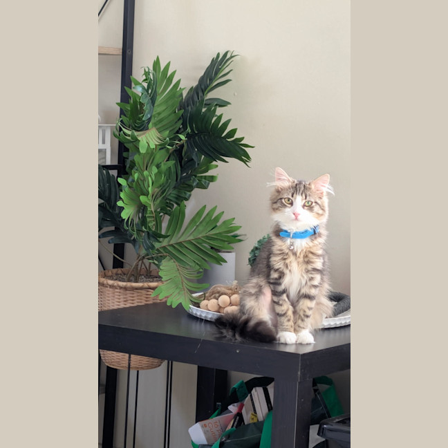 Photo of Marshmallow