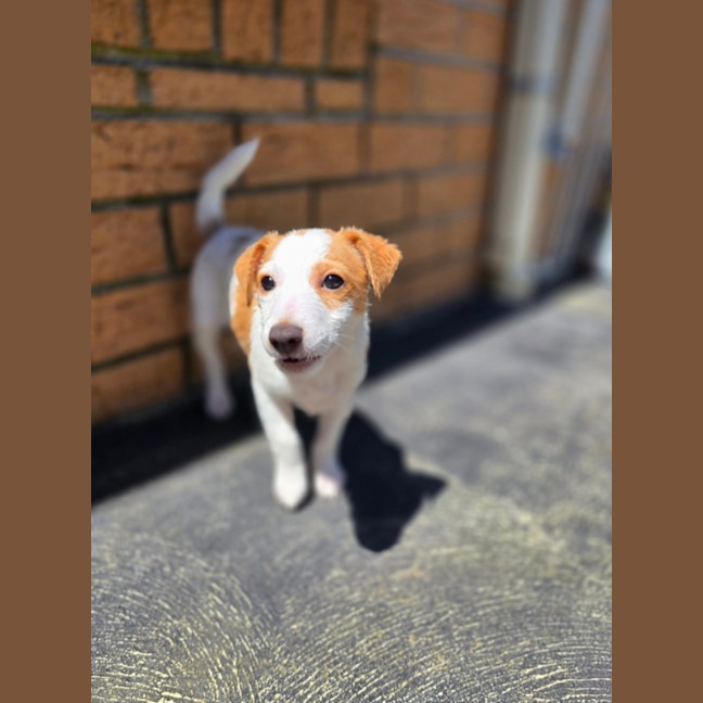 Photo of Primrose 