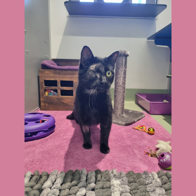 Photo of Dread Pirate Roberts