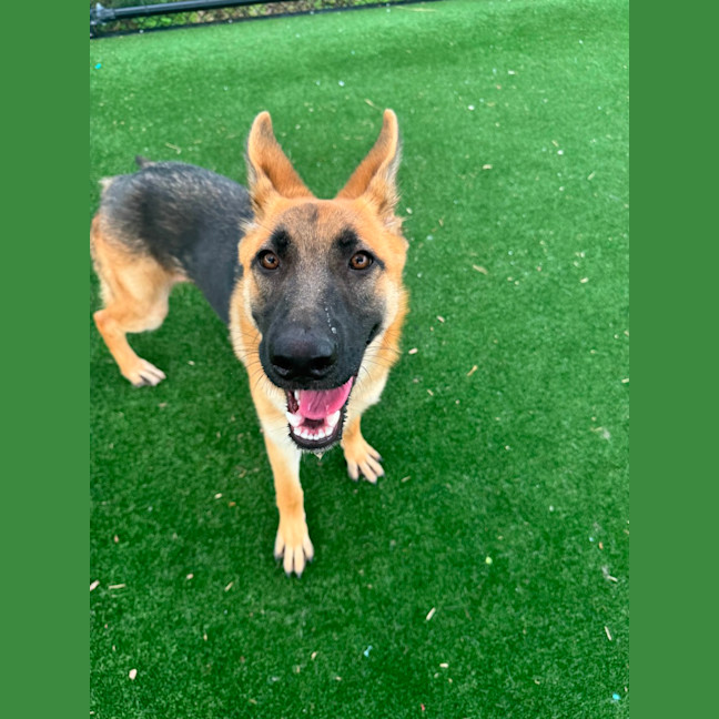 Photo of Dakota Imp 2843