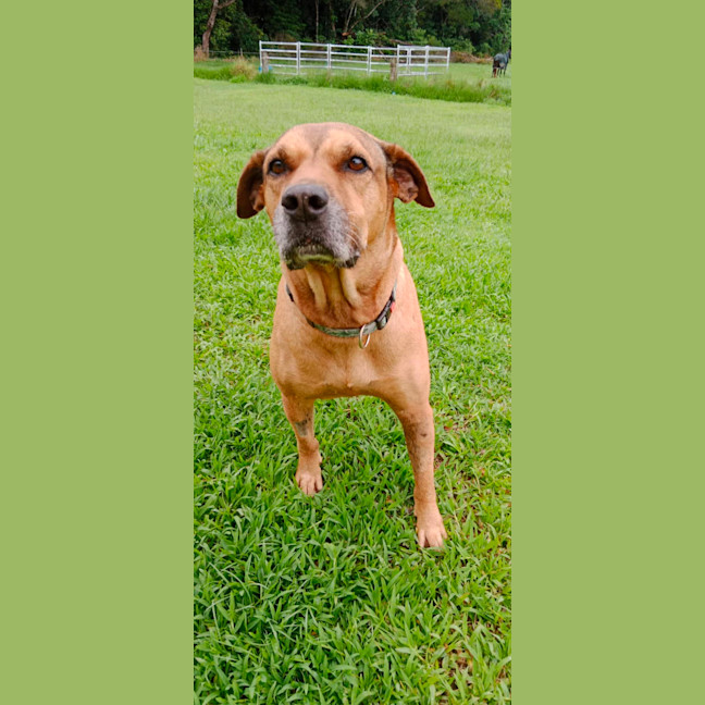 Photo of Twinkie