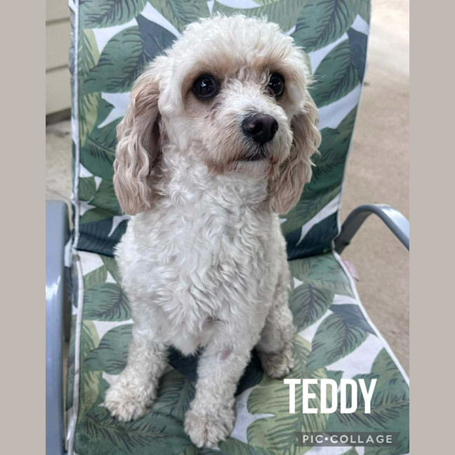Photo of Teddy