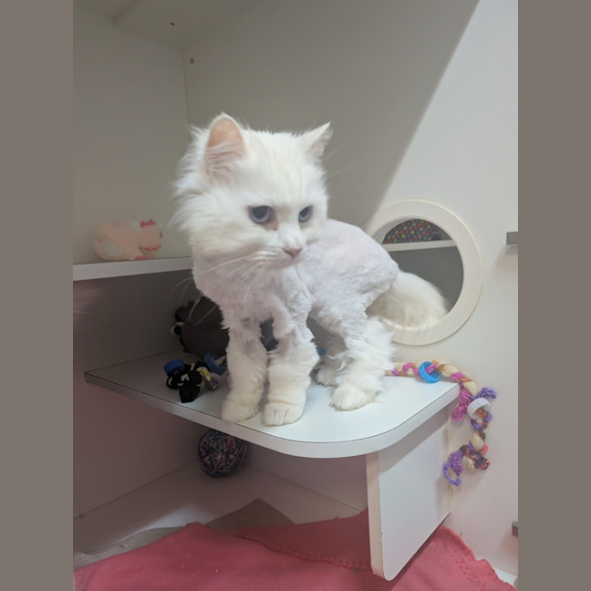 Photo of Blaze 